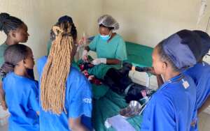 Our volunteer vet students observing a spay