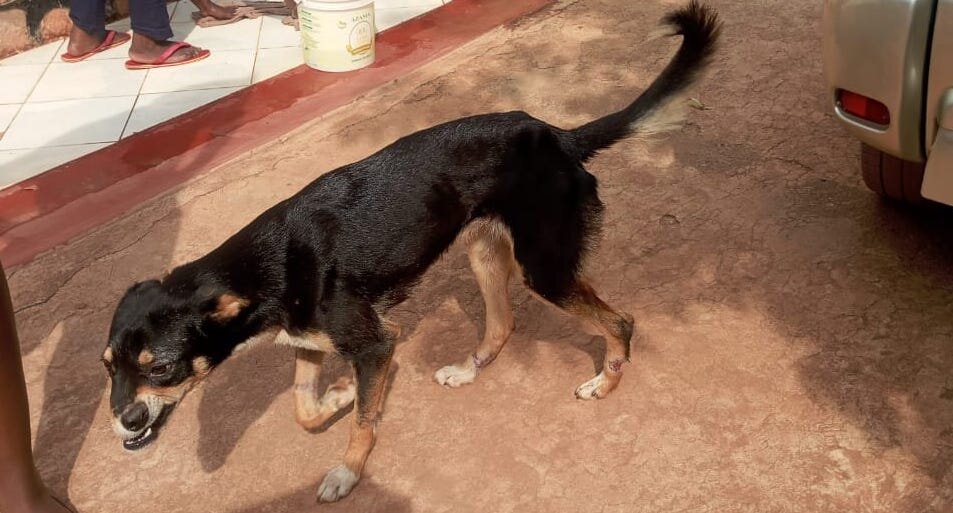 Sweet Wissa when we rescued her