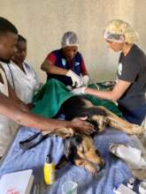 Wolfie being neutered by our amazing clinic team!