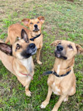 Hope with her new friends Ettore and Bernard
