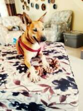 Living the good life