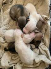 Mama Zeus' puppies