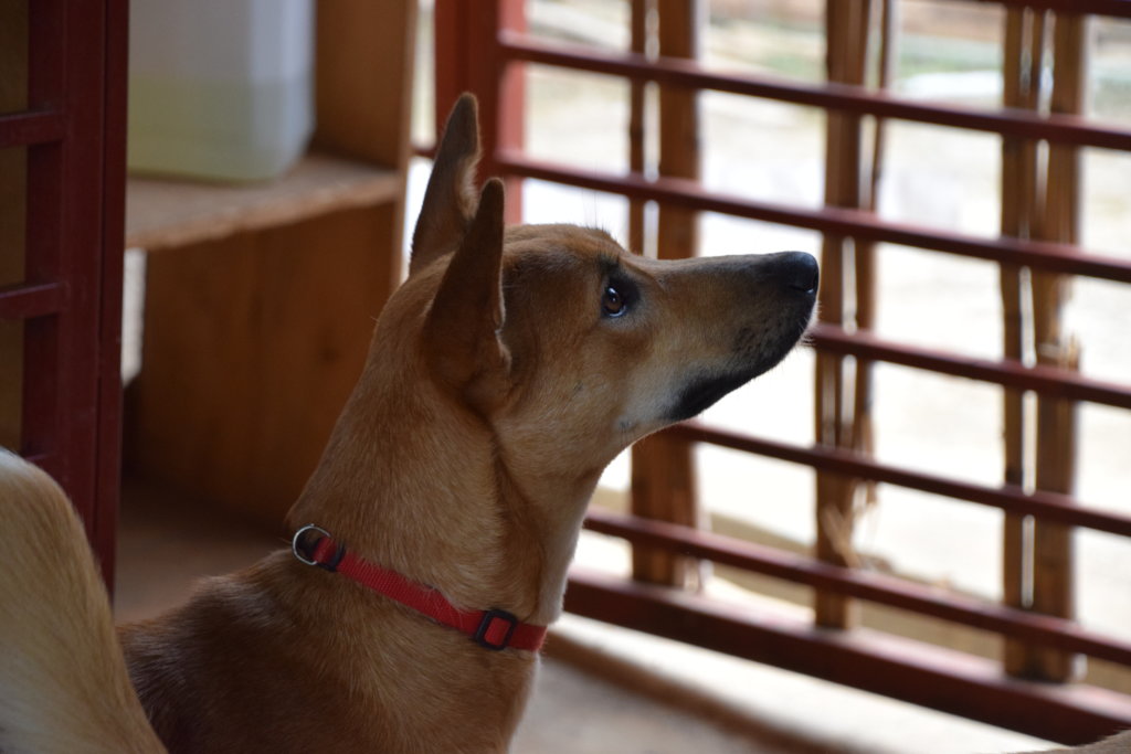 Making Happy Tails for Street Dogs in Rwanda