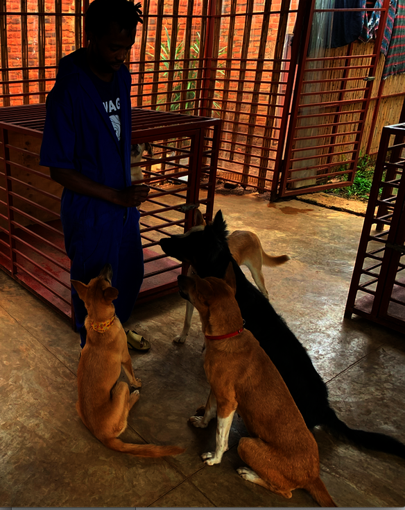 Making Happy Tails for Street Dogs in Rwanda