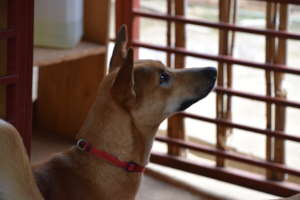 Lucy in the WAG shelter