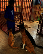 Abdul and shelter dogs