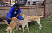 Making Happy Tails for Street Dogs in Rwanda