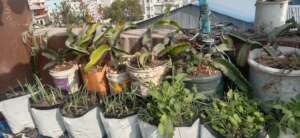 Roof Top Dragon Fruits and vegetables