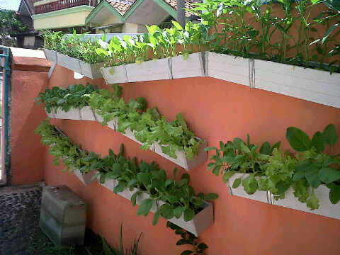 Roof Top Gardening