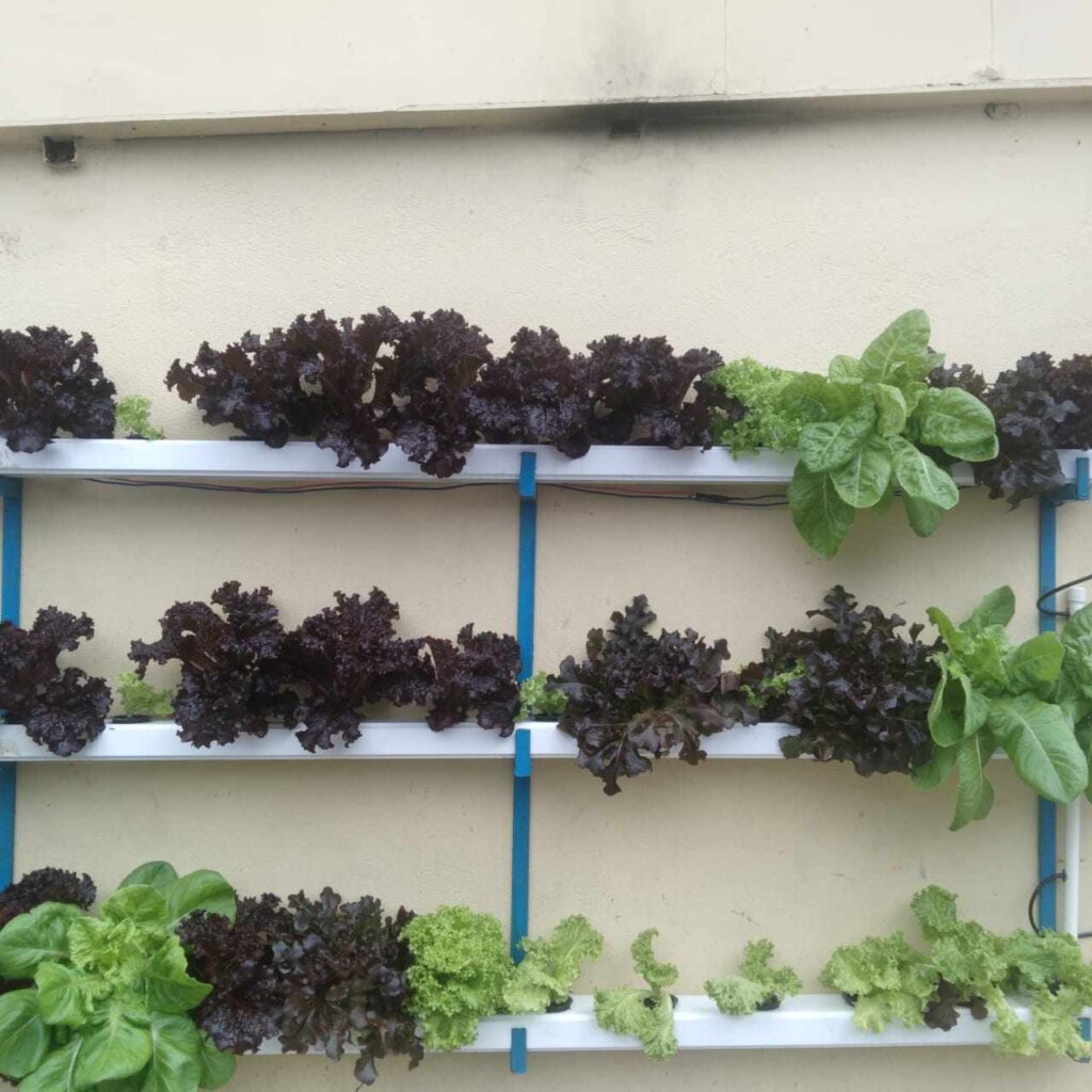 Using Hydroponics