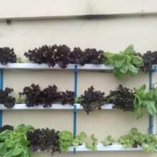 Using Hydroponics