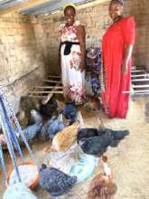 Bringing chickens home to newly built chicken hut