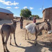 improving animal health and welfare