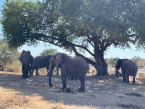 Elephants in Ruaha Park near Mboliboli