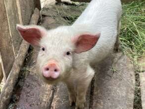 Healthy Itonya Pig