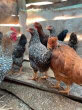 Two Years of Healthy Chickens = Resilience