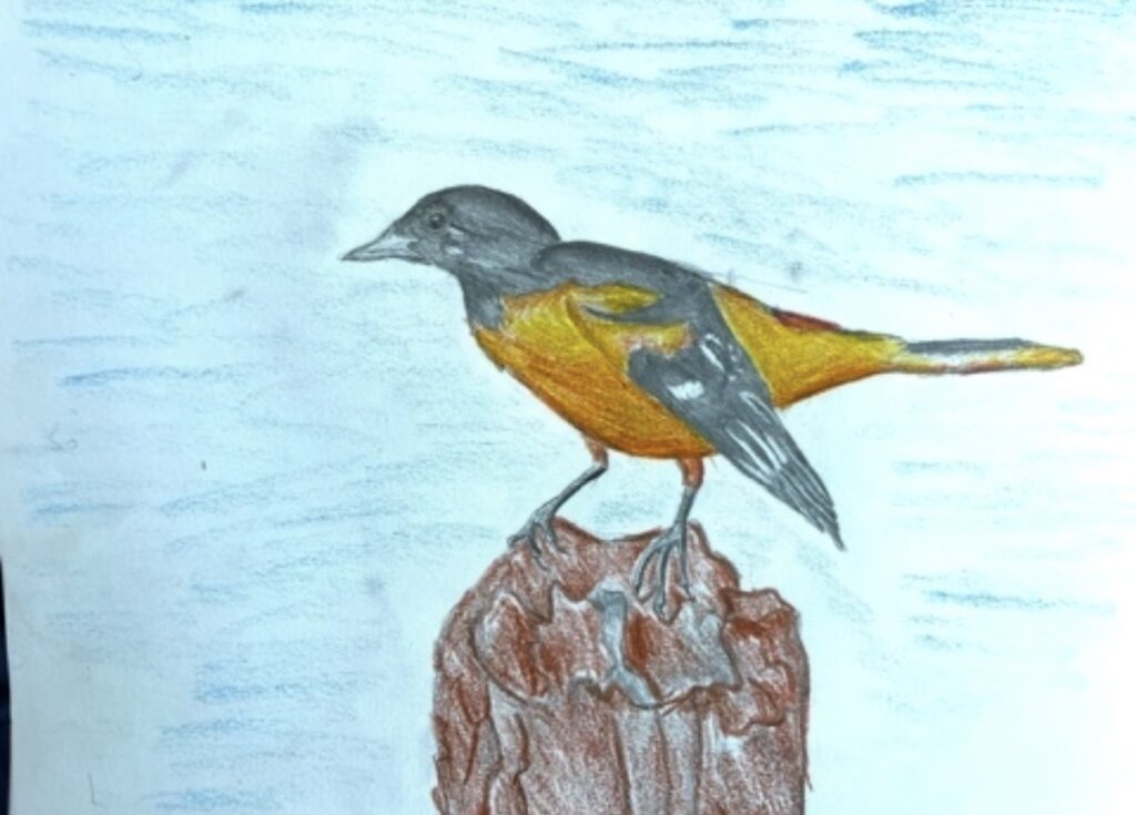 Bird in Nature: California U.S.A