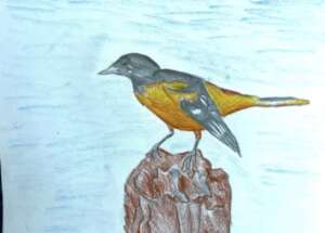 Bird in Nature: California U.S.A
