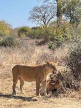 Lion in Ruaha Park near Mboliboli