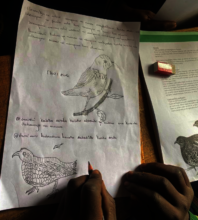 One Health Art and Story Work in Schools