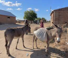 Donkeys in Mboliboli