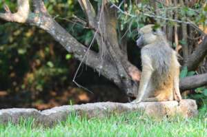 Local Wildlife Listening to the Workshop