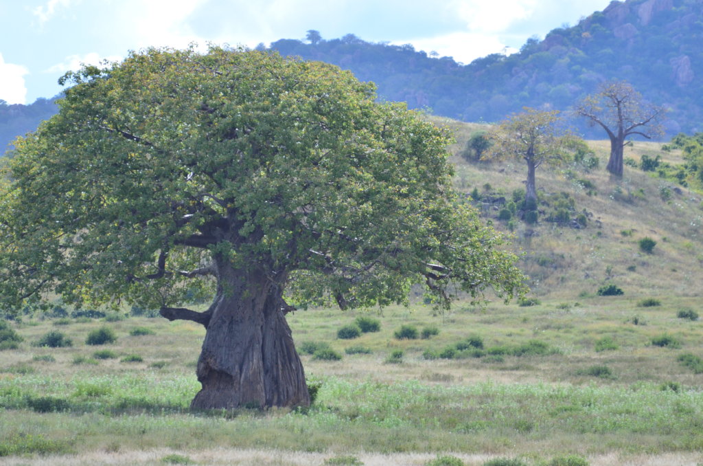 Ruaha Landscape