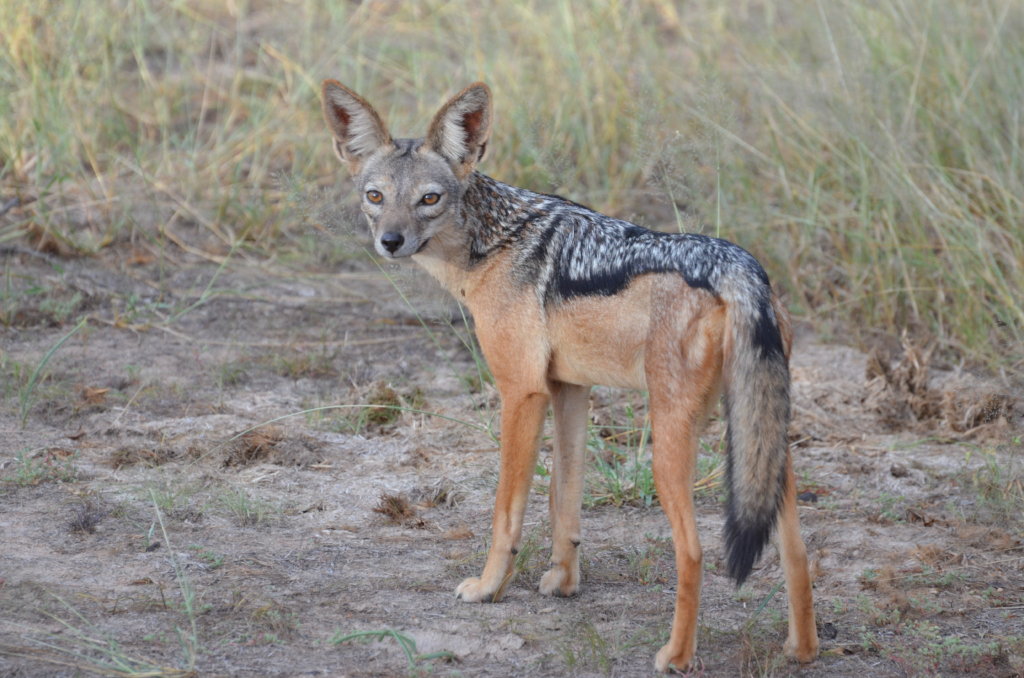 Wildlife - Southern Highlands Tanzania