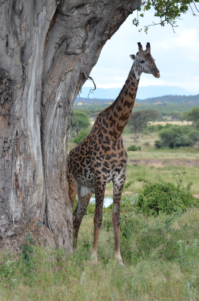 Wildlife - Southern Highlands Tanzania