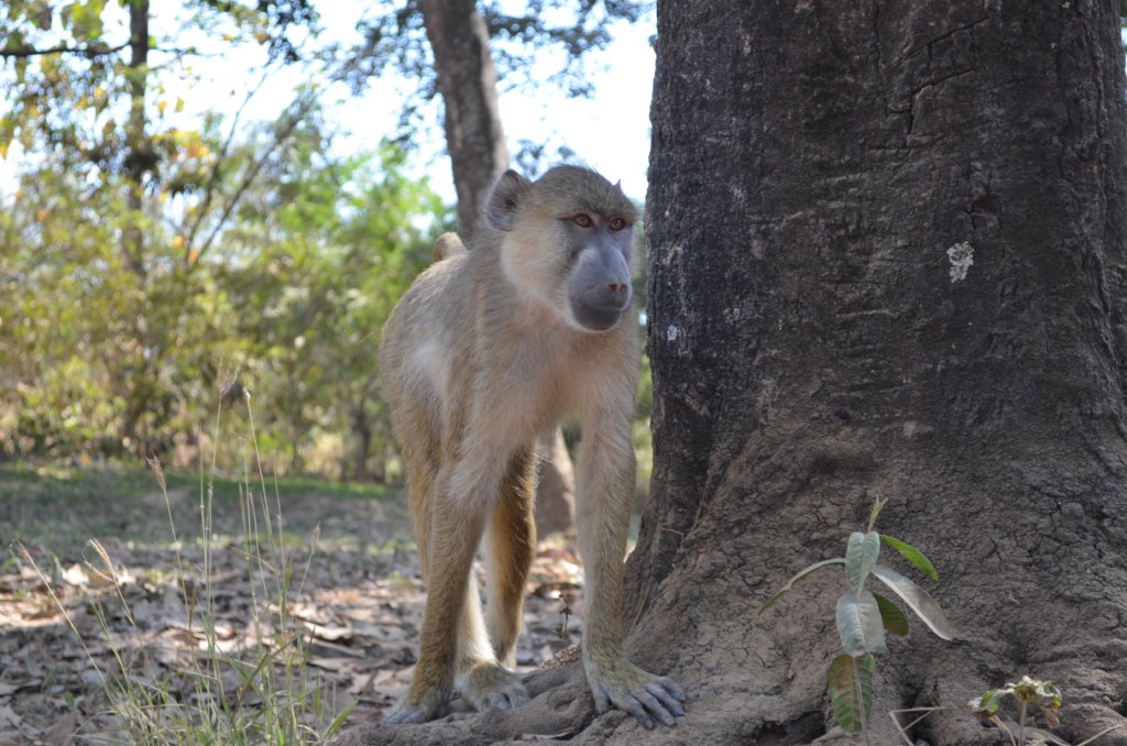 Women-led, One Health Solutions in Tanzania