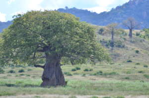 Ruaha Landscape