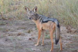 Wildlife - Southern Highlands Tanzania