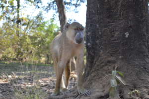 Wildlife - Southern Highlands Tanzania