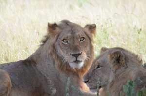 Wildlife - Southern Highlands Tanzania
