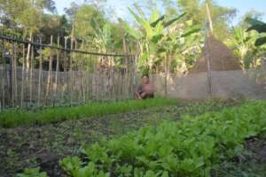 Sister Aun Sopheavy lools after her vegetables