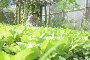 Sister Cheng Samean harvesting vegetables to eat