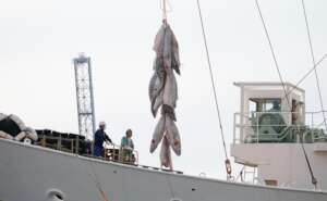 Tuna unloaded at Shimizu port