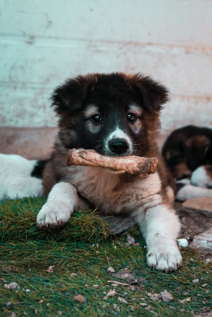 Save the lives of 480 stray dogs in Jericho city