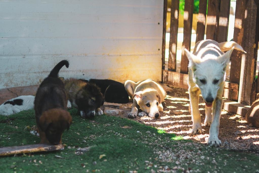 Save the lives of 480 stray dogs in Jericho city