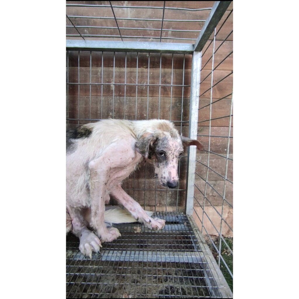 Save the lives of 480 stray dogs in Jericho city