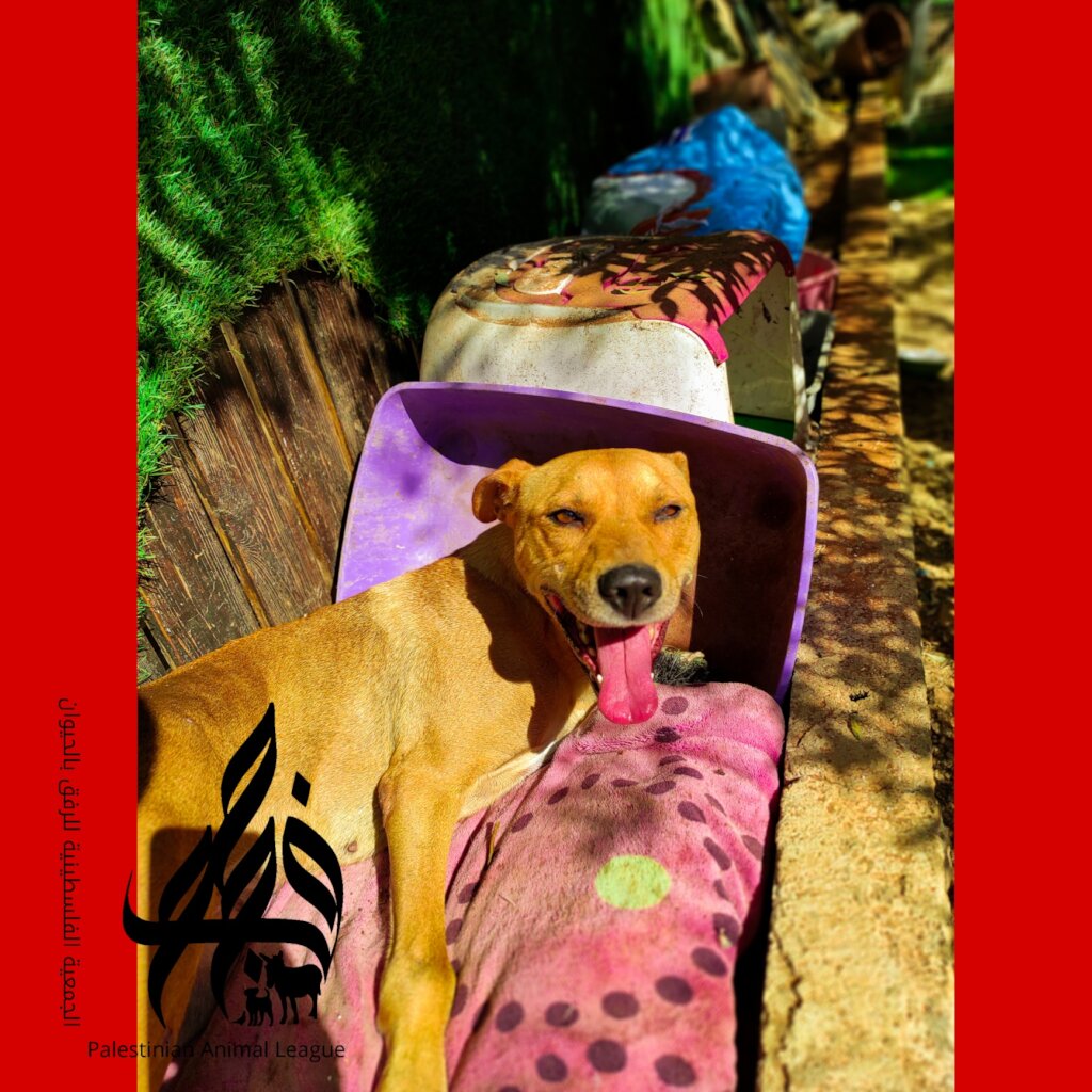 Save the lives of 480 stray dogs in Jericho city