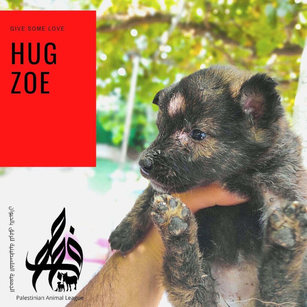 Save the lives of 480 stray dogs in Jericho city