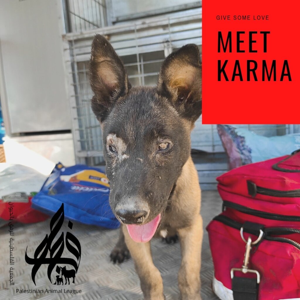 Save the lives of 480 stray dogs in Jericho city