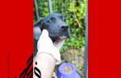 Save the lives of 480 stray dogs in Jericho city