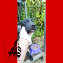 Save the lives of 480 stray dogs in Jericho city