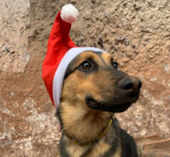 Happy holidays from PAWS!