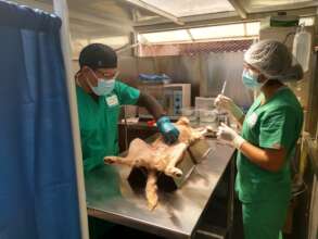 PAWS vets ready for a neutering surgery