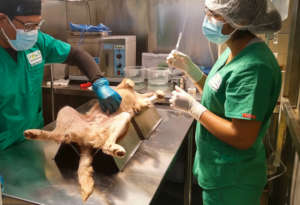 Prepping a female for spaying