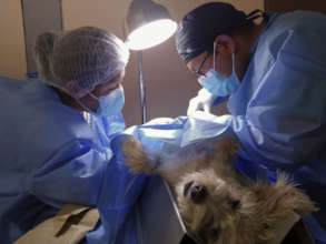 Vets in the middle of a neutering surgery