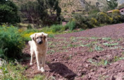 Sterilize 30 Dogs in Cusco
